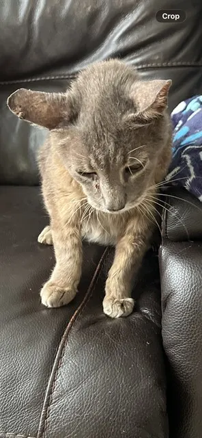 Winston
