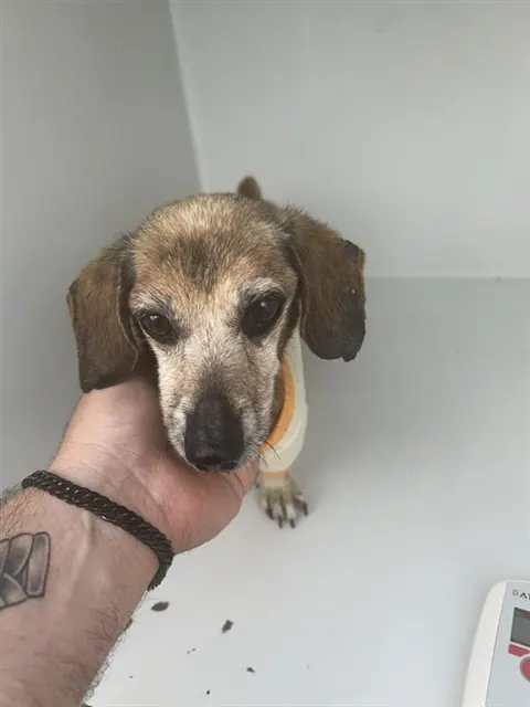 Adoptable Dog