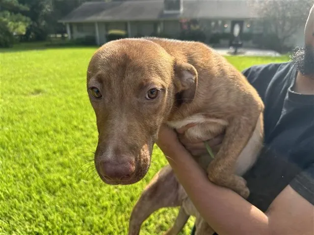 Adoptable Dog