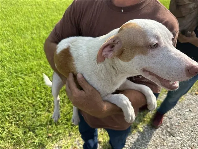 Adoptable Dog