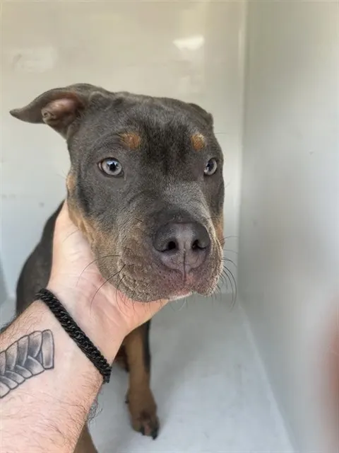 Adoptable Dog