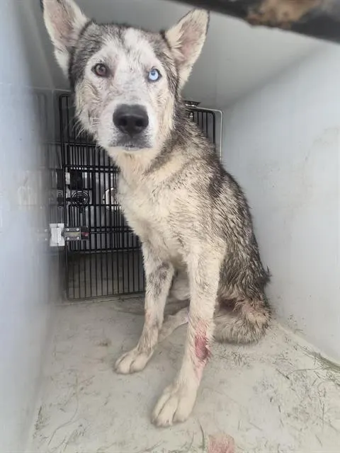 Adoptable Dog