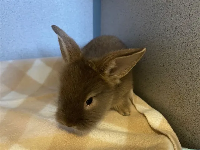 Judy Hopps