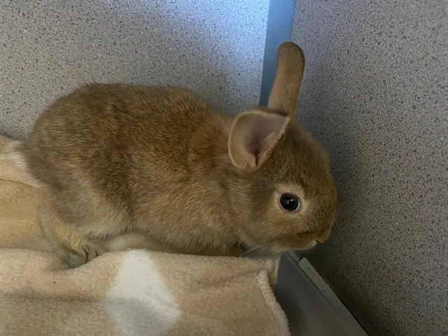 Obi Bun Kenobi