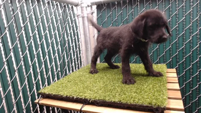 Adoptable Dog