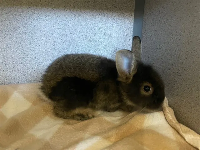 Mochi