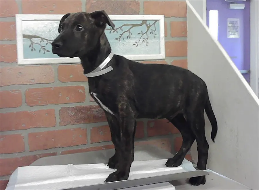 Adoptable Dog