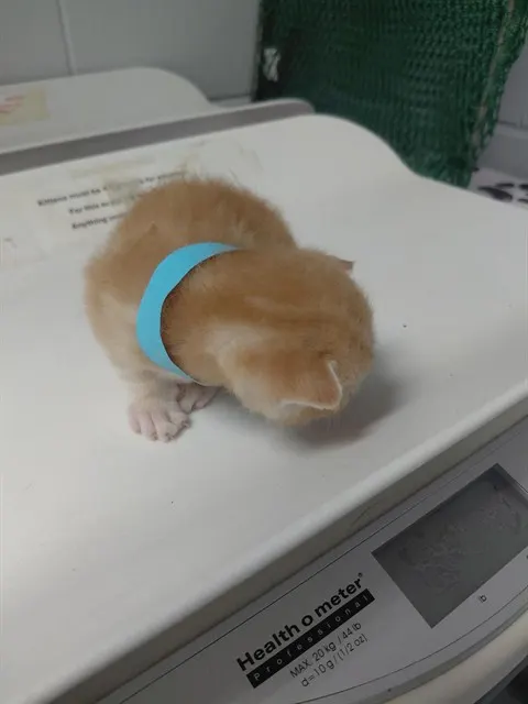 Blue Kitten