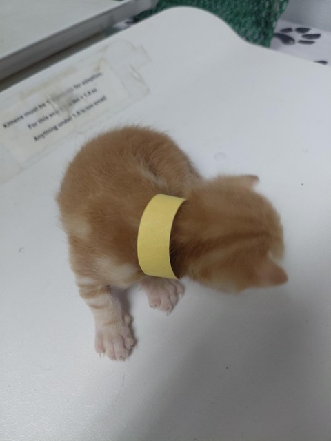 Yellow Kitten