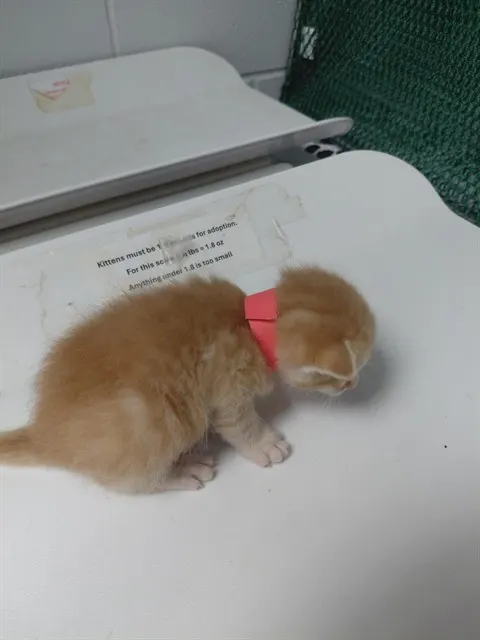 No Collar