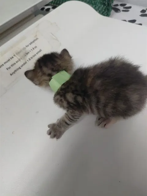 Green Kitten