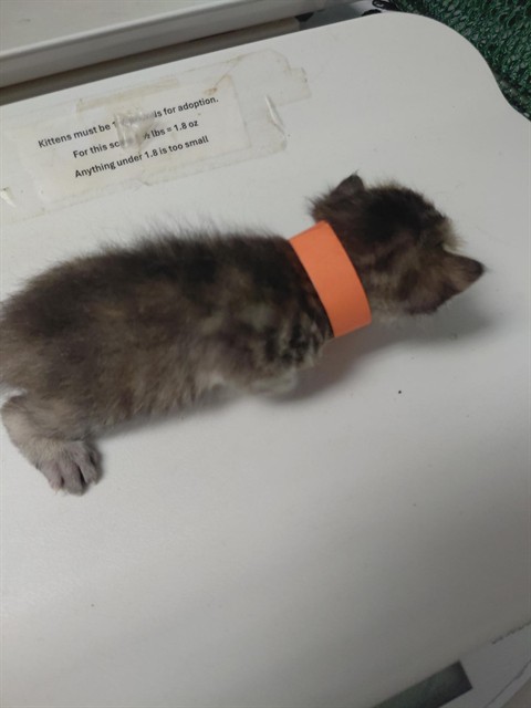Orange Kitten