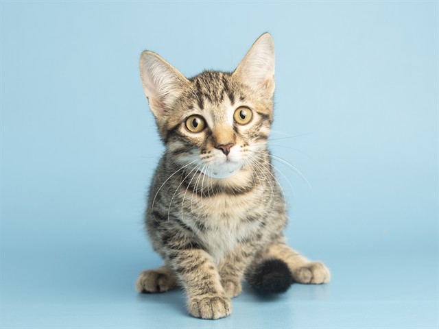 Meowtin