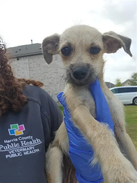 Adoptable Dog