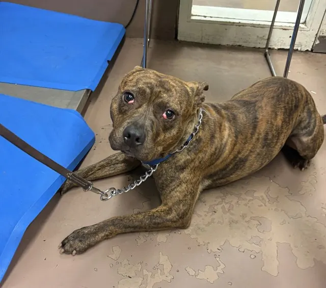 Adoptable Dog