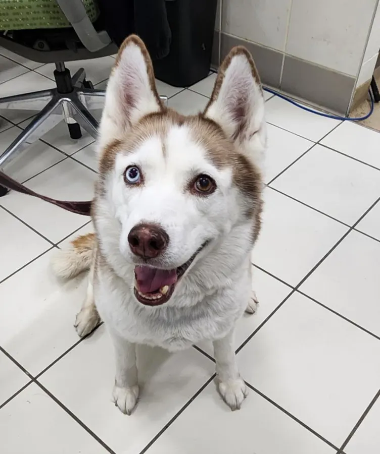 Maya
