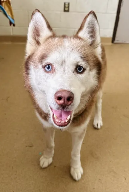 Koda