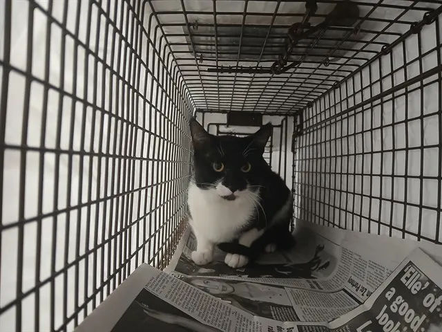 Adoptable Cat