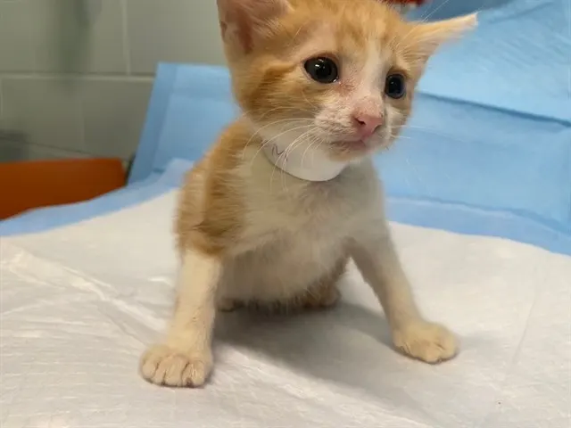Cheese Stick