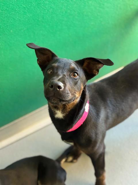 Adoptable Dog
