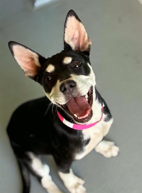 Adoptable Dog