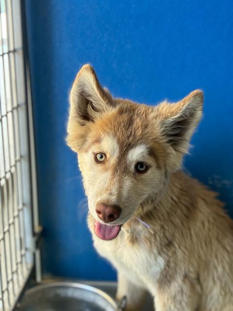 Adoptable Dog