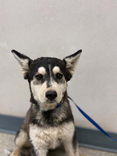 Adoptable Dog