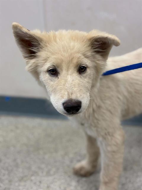 Adoptable Dog