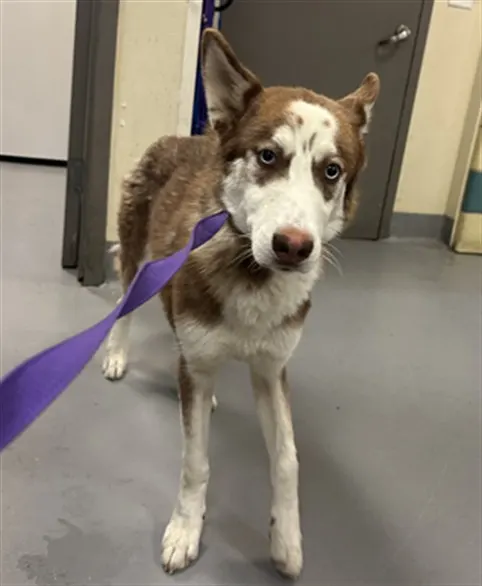 Adoptable Dog