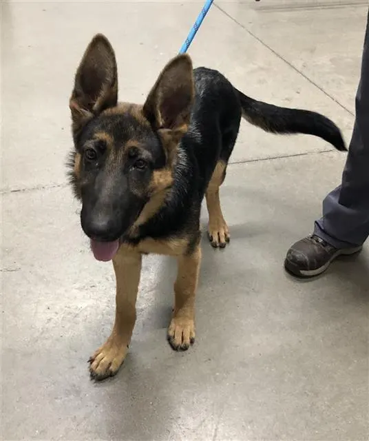 Adoptable Dog