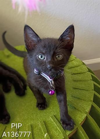 Pip
