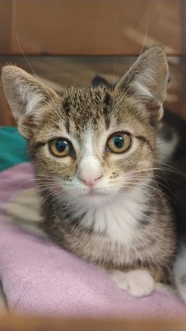 Stella