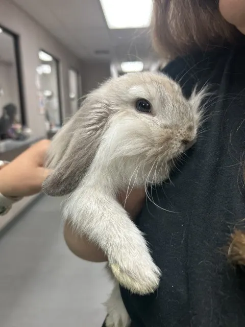 Wanda