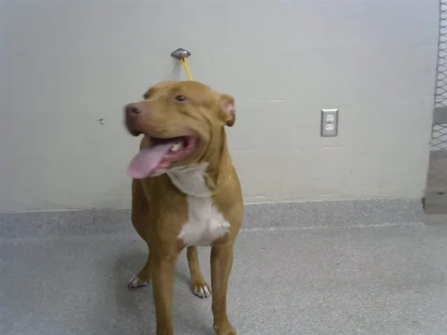 Adoptable Dog