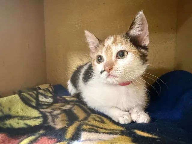 Brenda