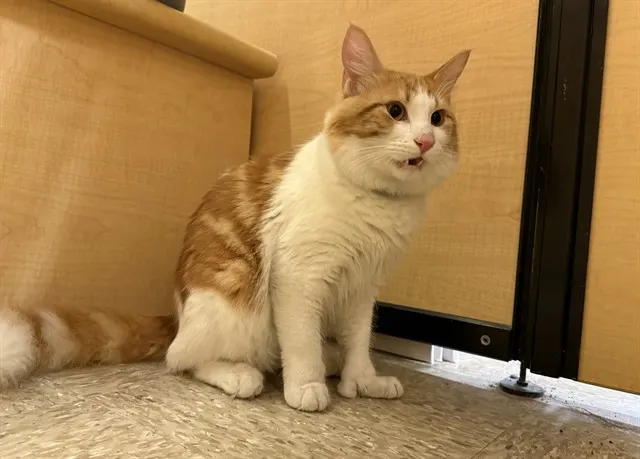 Mittens