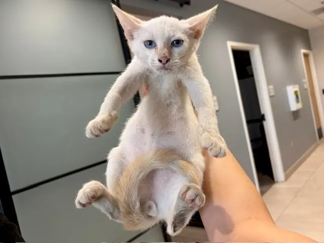 Tofu