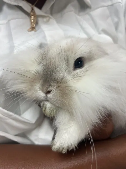 Cosmo