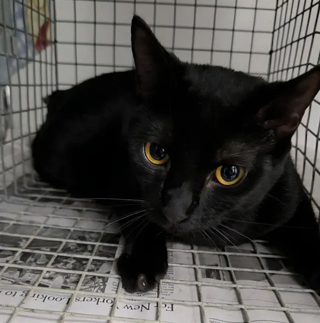 Adoptable Cat