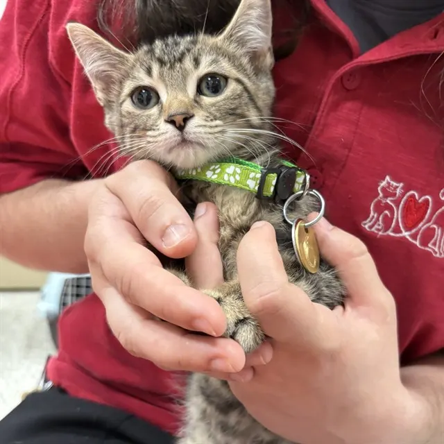 Lynx