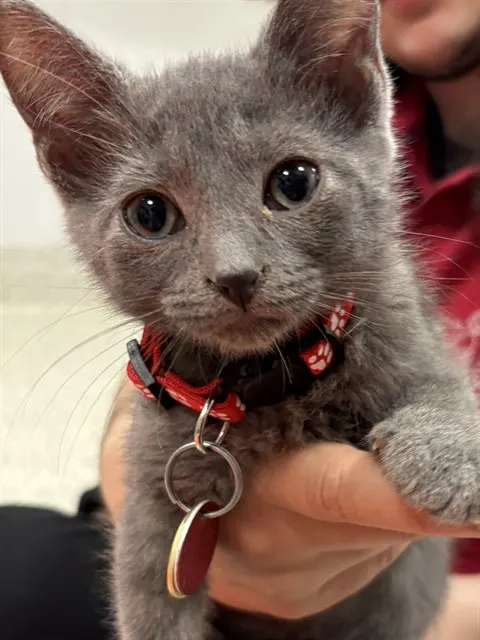 Panther