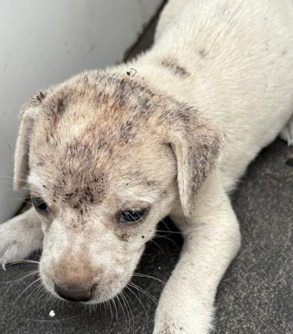 Adoptable Dog
