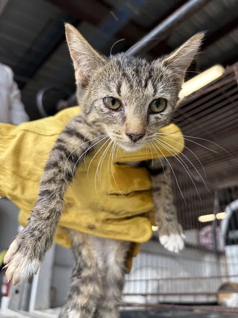 Adoptable Cat