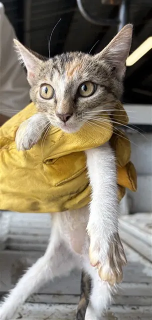 Adoptable Cat