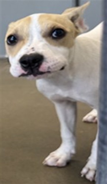 Adoptable Dog