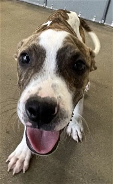 Adoptable Dog