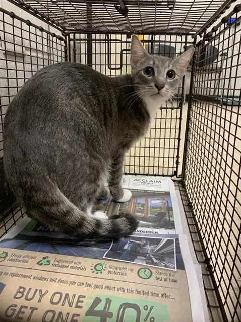 Adoptable Cat