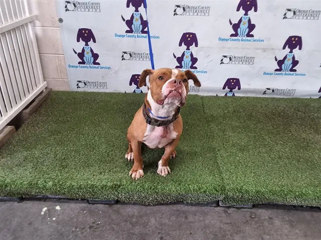 Milo