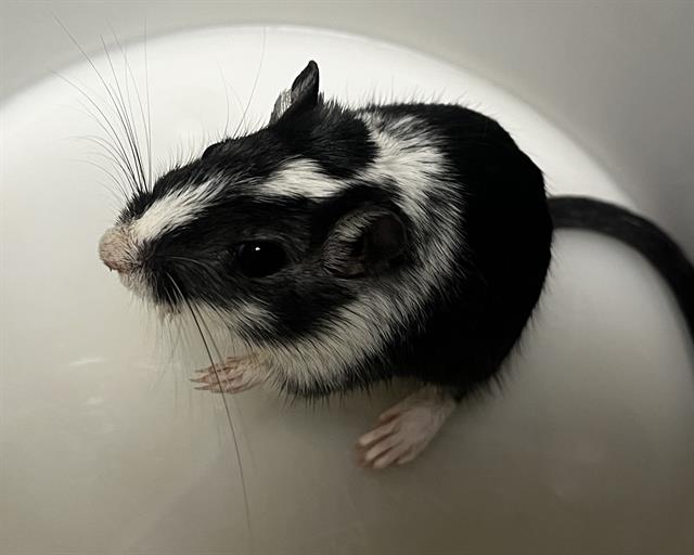 Thelma