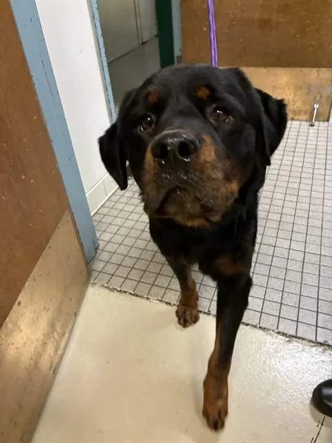 Hugo